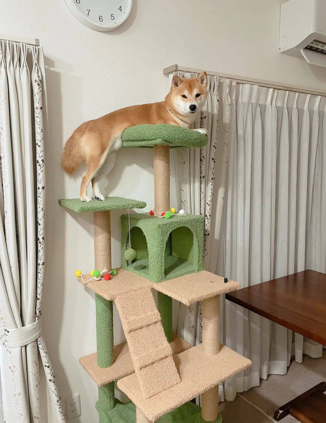 半夜聽到柴犬在哭，過去一看發現它在貓爬架頂端凹造型...:爬架
